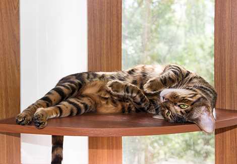 The Evolution into the Toyger Breed