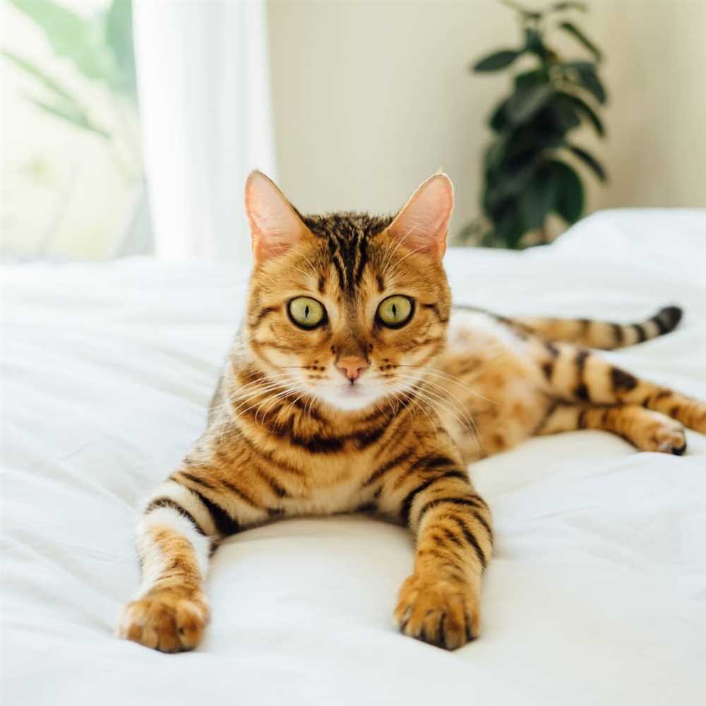 Exploring the Transformation of the Tabby to the Toyger: A Comprehensive Study