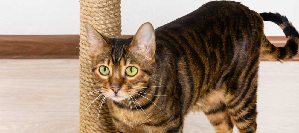 From Tabby to Toyger: A Look into the Evolution of the Toyger Cat Breed
