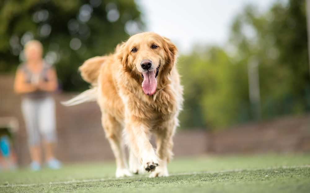 Enjoyable and Interactive Activities for Golden Retrievers and Their Guardians