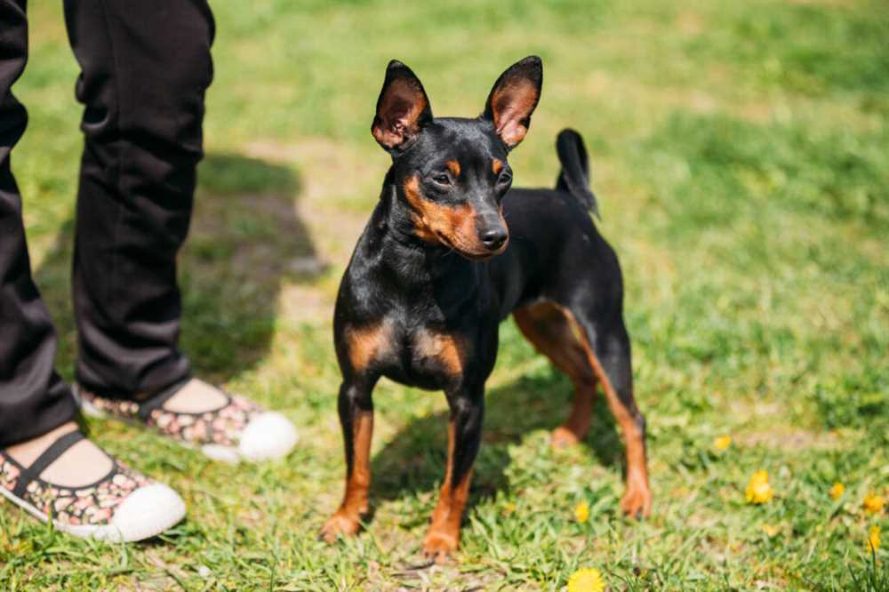 Discover the Adorable World of Miniature Pinscher Dogs