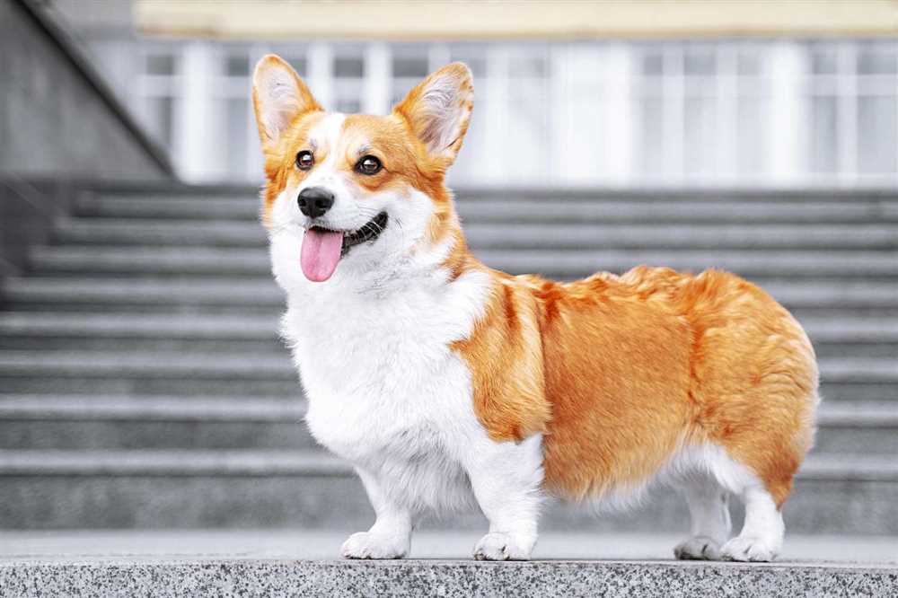 Explore the Adorable Pembroke Welsh Corgi Canine Breed: Photos and Information