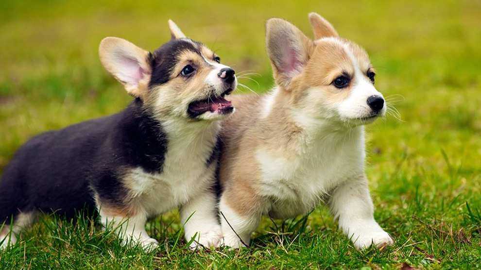 Get to Know the Adorable Pembroke Welsh Corgi Dog Breed: Pictures and Facts