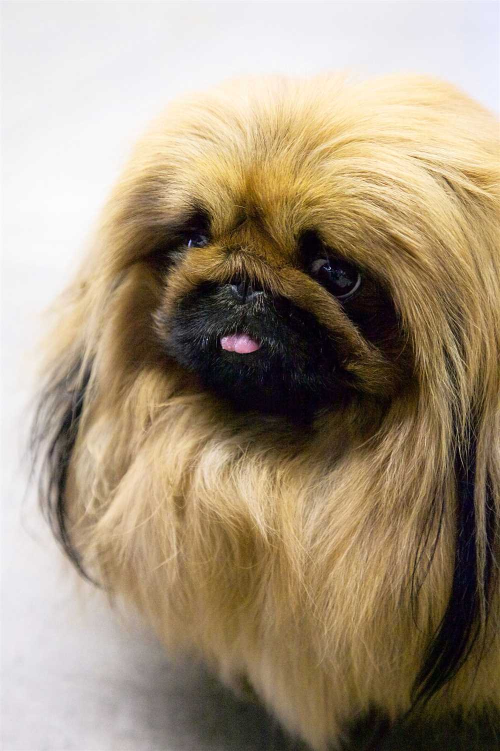 Get to Know the Charming Pekingese Dog Breed in Pictures