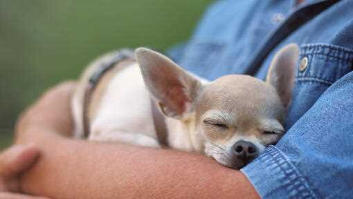 Learn about the Chihuahua Smooth Coat: An Impeccable Breed