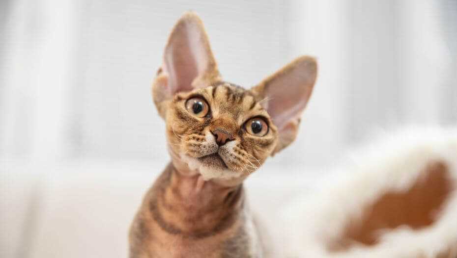 The Recognition of the Devon Rex