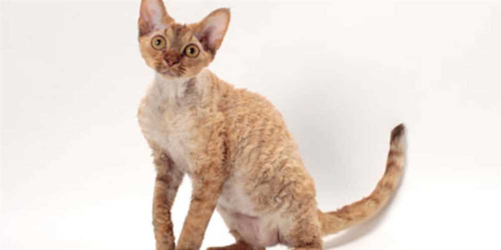 Discovery of the Devon Rex