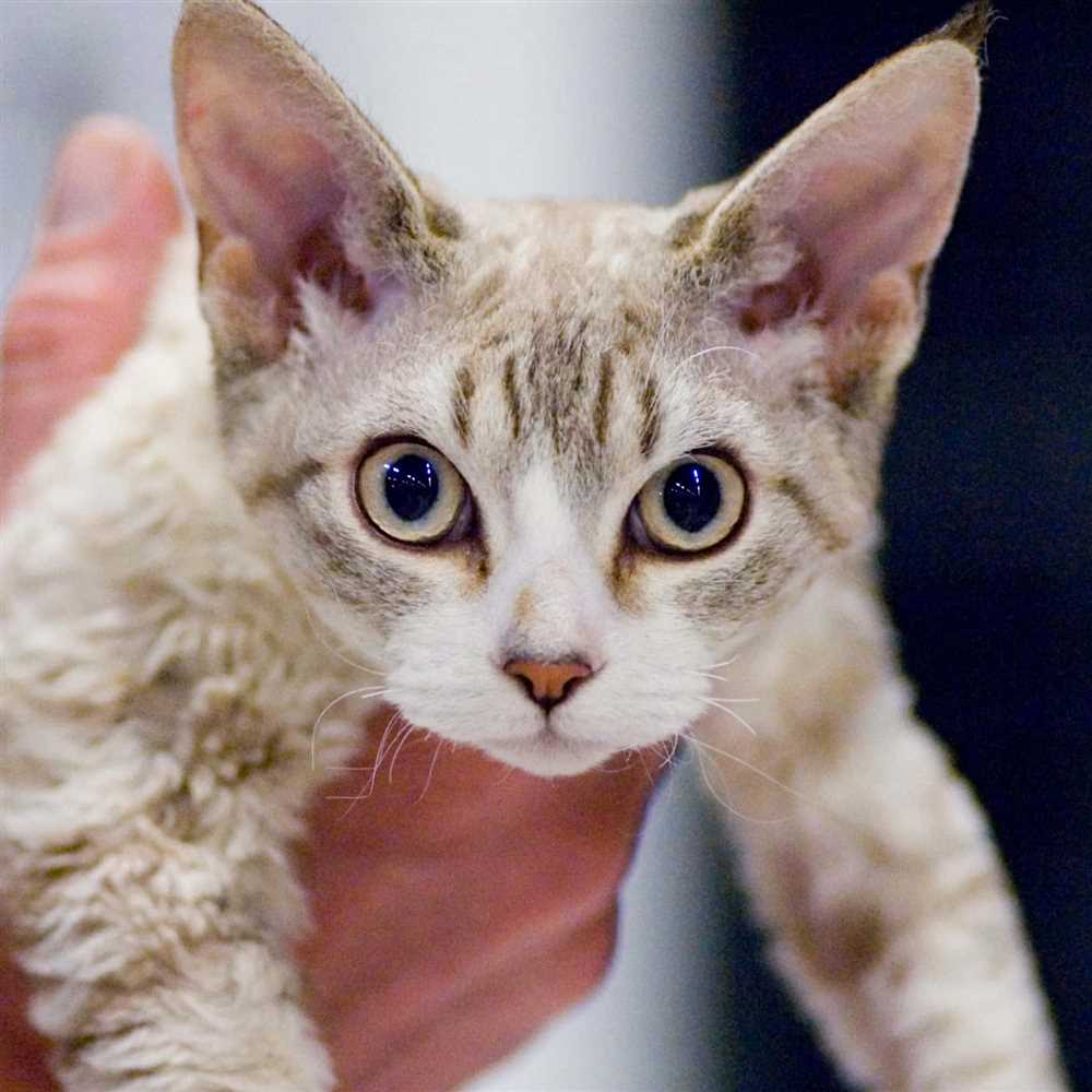 History of the Devon Rex: From Discovery to Recognition