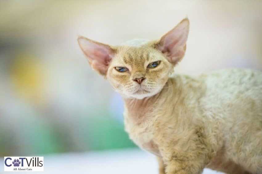 Get to Know the Devon Rex: A Graceful and Curious Cat Breed