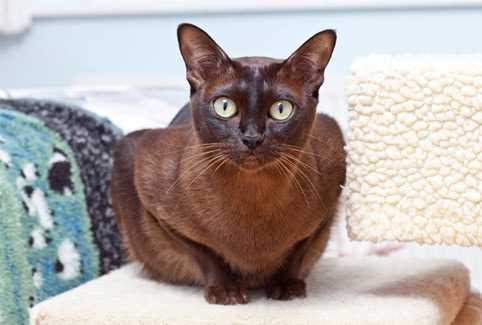 Discover the Mesmerizing Qualities of the Burmese Cat Breed