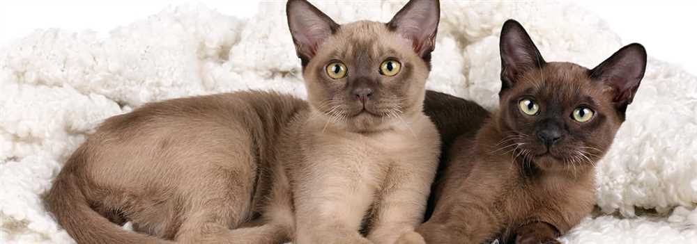 Get to Know the Stunning Features of Burmese Cat Breed through Pictures