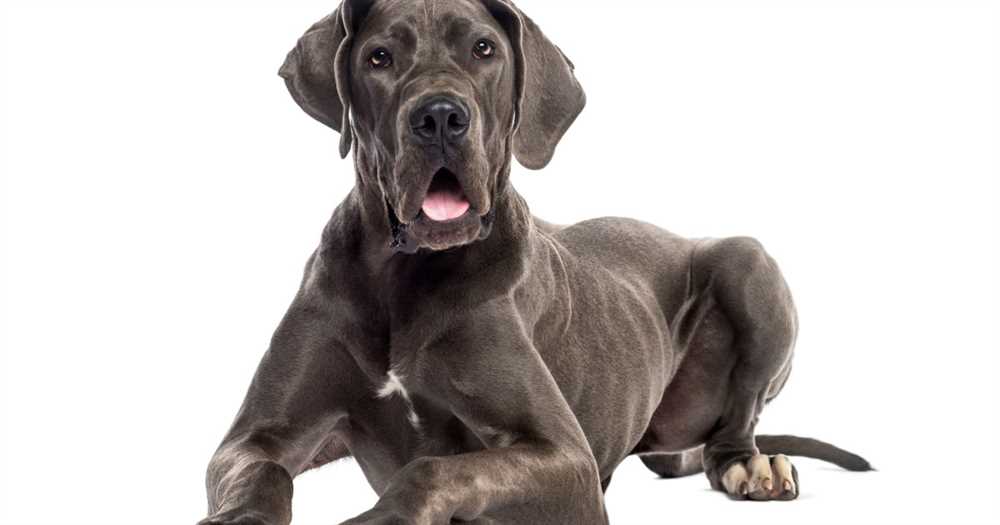 History and Origins of the Great Dane Breed