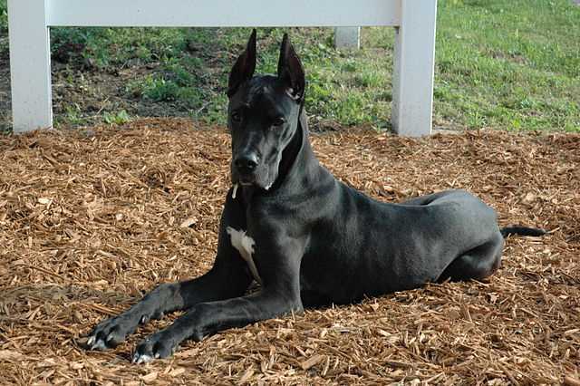 Getting to Know the Majestic Great Dane: A Stunning Dog Breed Picture Guide