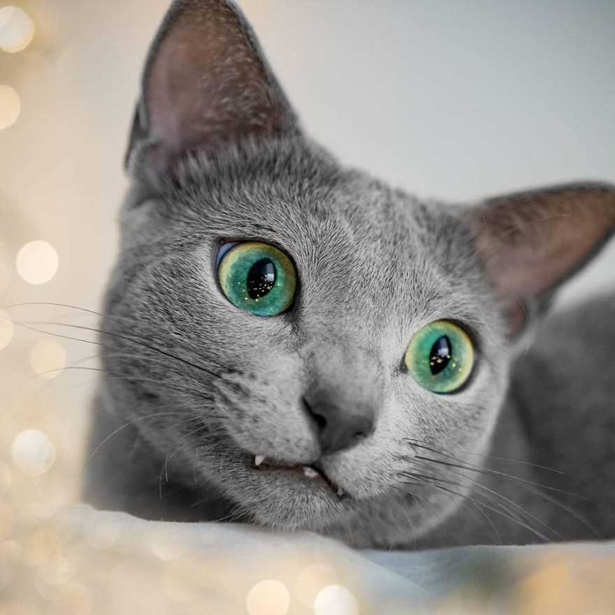 The Charming Russian Blue Cats: A Mesmerizing Visual Display