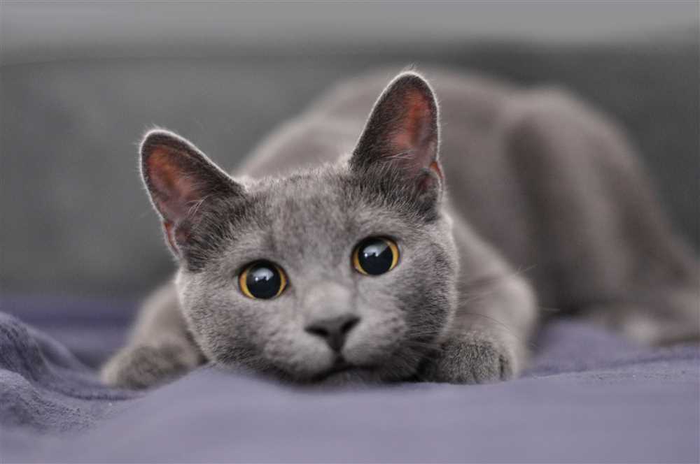 Gorgeous Russian Blue Cats: A Captivating Photo Gallery