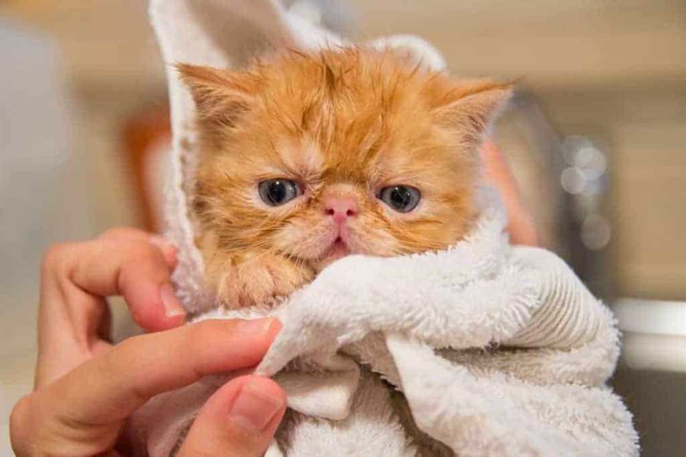 Grooming Tips for Exotic Shorthair Cats