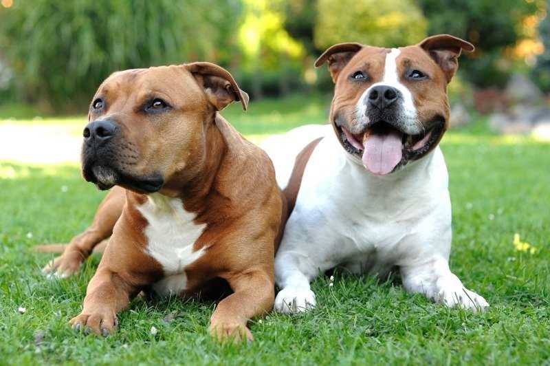 Health and Care Guide for American Staffordshire Terrier Owners