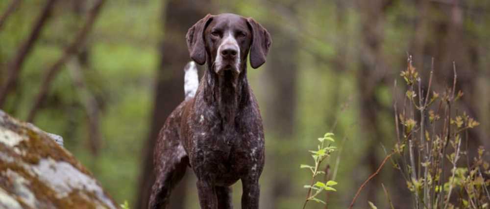 Understanding the Health Issues Common to German Shorthaired Pointers