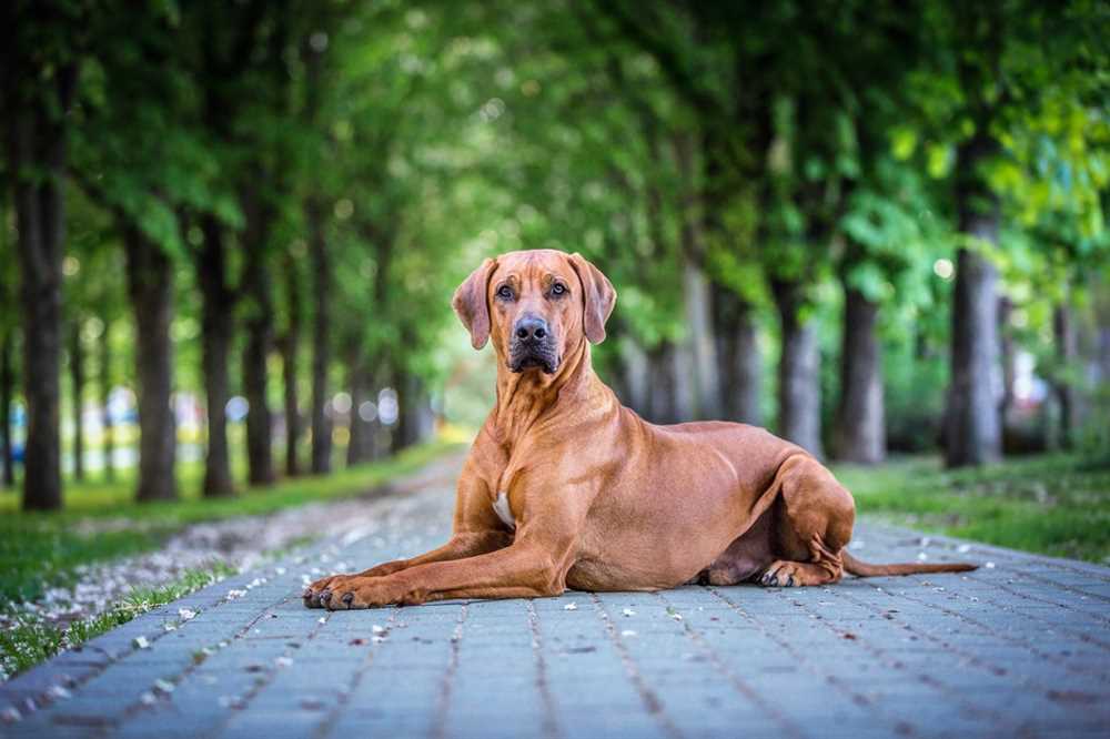 Health and Care Guide for Rhodesian Ridgeback Dogs