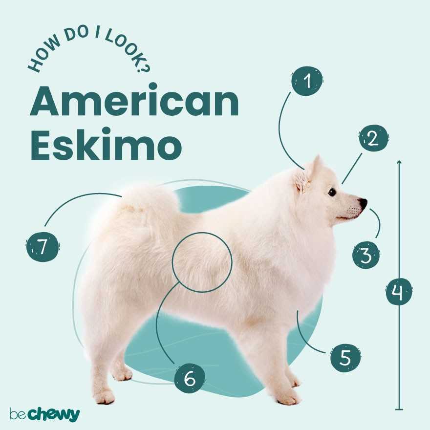 Health Advice for American Eskimo Dogs