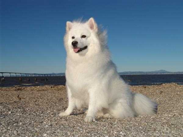 Top Health and Care Tips for American Eskimo Dogs