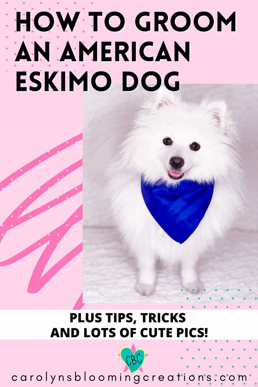 Health and Care Tips for American Eskimo Dogs