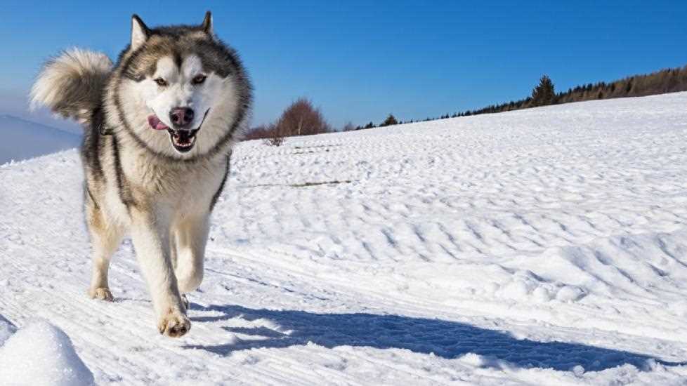 Health and Wellness for Alaskan Malamutes: A Guide to Keeping Them Happy and Fit