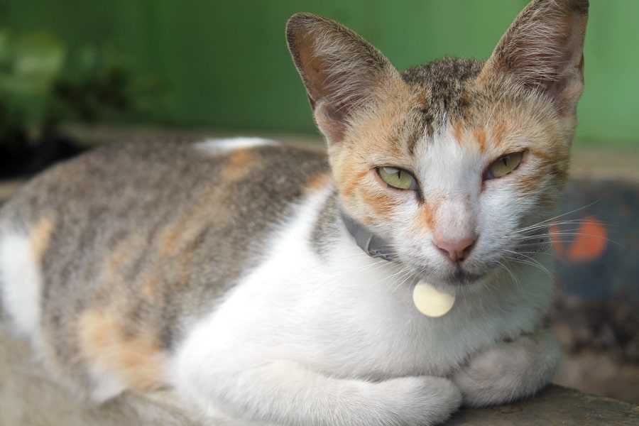 Health Considerations in the Balinese-Javanese Cat Breed