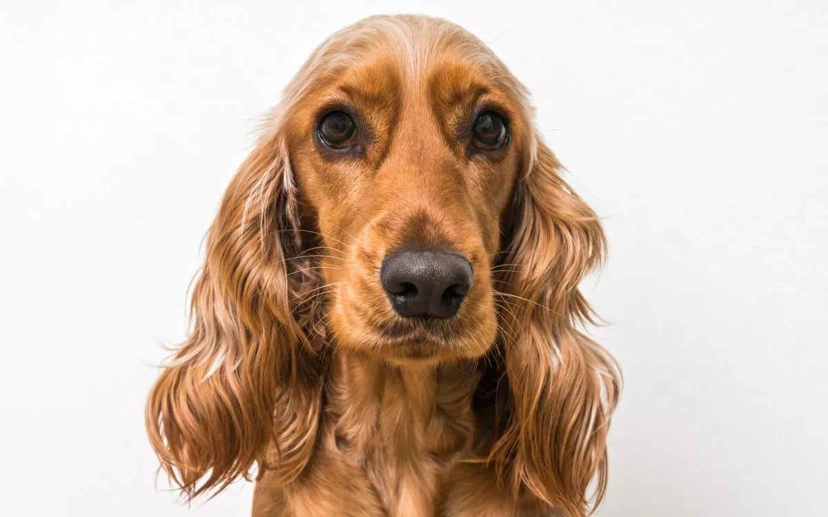 Health Considerations for English Cocker Spaniels: Common Issues and How to Prevent Them