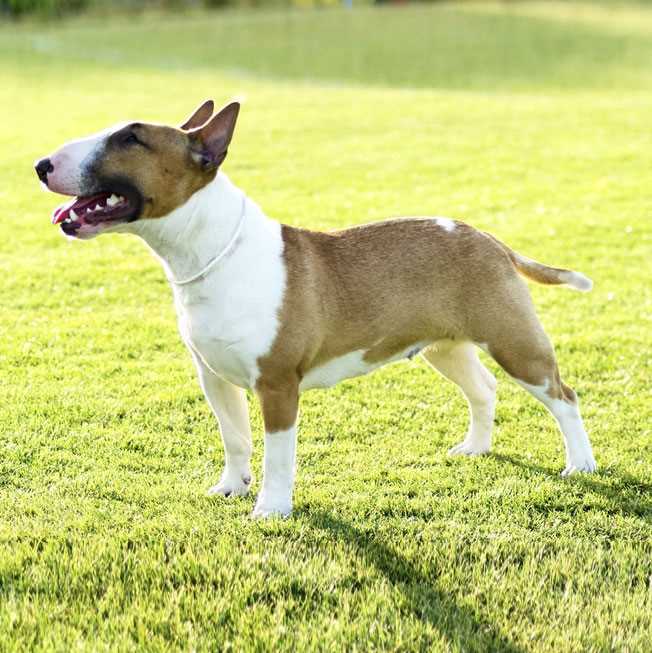 Health Issues and Concerns in Miniature Bull Terriers: What Every Owner Should Know