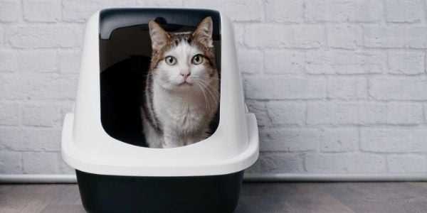 How a Litter Box Monitor Can Improve Your Cat's Health
