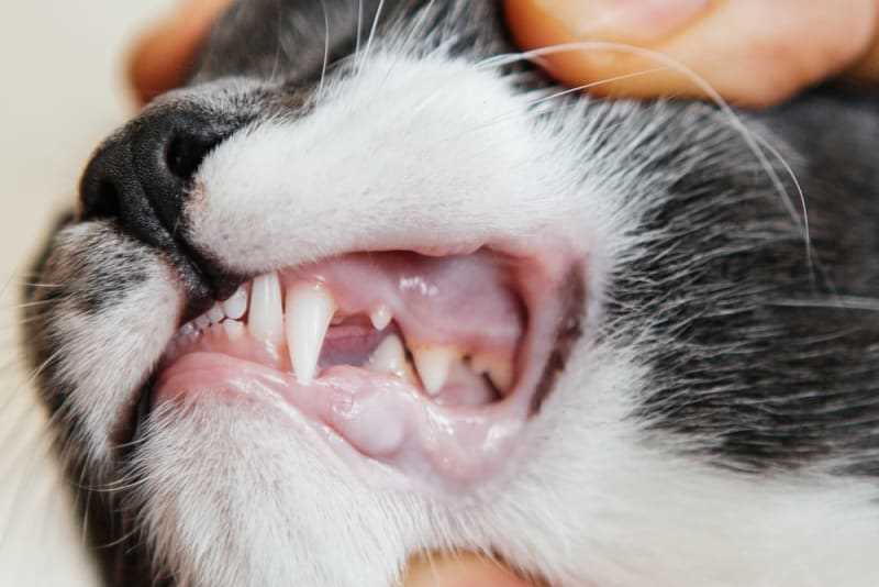 Why Dental Health is Important for Cats