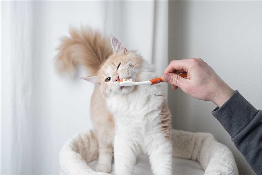 How Dental Cat Treats Can Help Prevent Dental Diseases in Cats