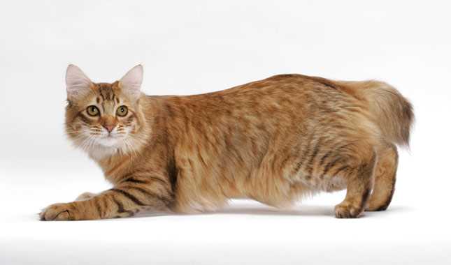 How to Care for and Keep Your American Bobtail Happy and Healthy