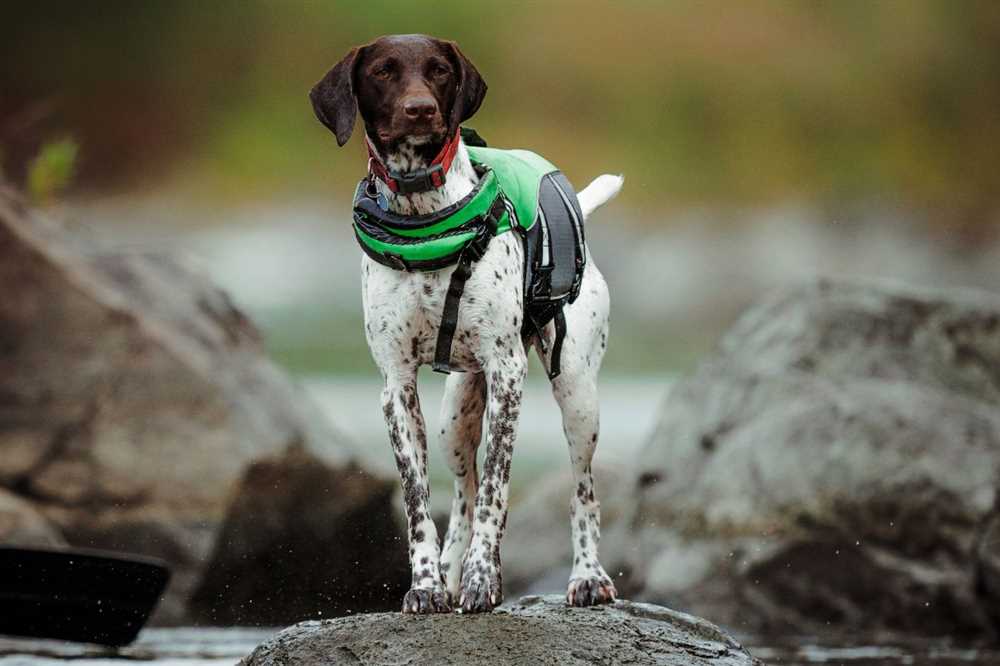 Discover the Beauty of the German Shorthaired Pointer