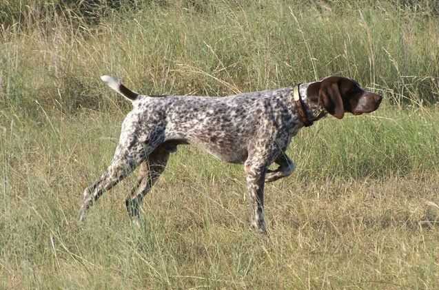 Dive into the German Shorthaired Pointer Spotlight