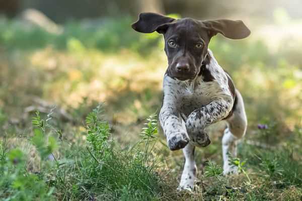 In Focus: German Shorthaired Pointer Dog Breed Picture Gallery