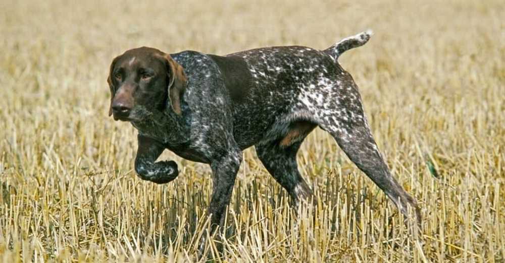In Focus: German Shorthaired Pointer Dog Breed Picture Gallery - Explore the Breed through Striking Images