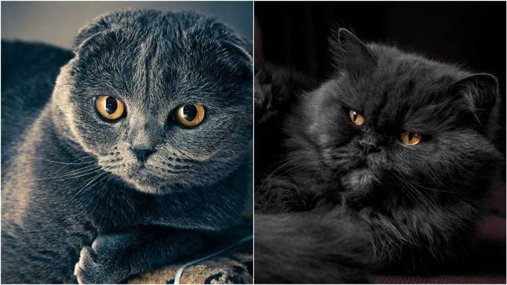 The History and Origins of the American Shorthair Cat Breed