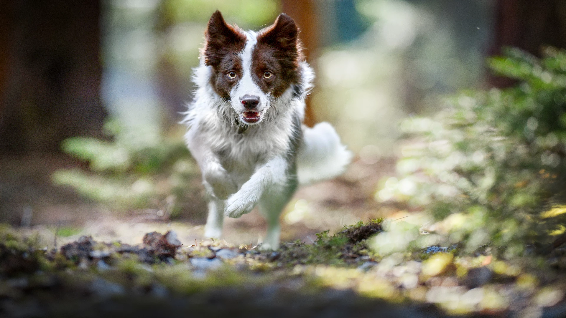 The Allure of Border Collies in Photographs