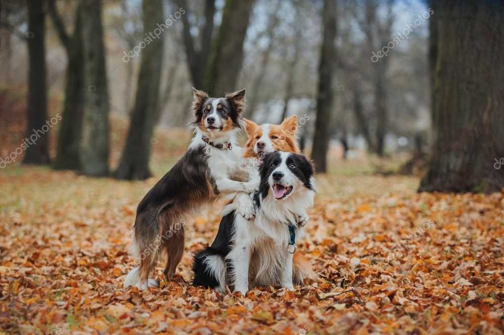 Exploring the Border Collie Breed's Enchantment