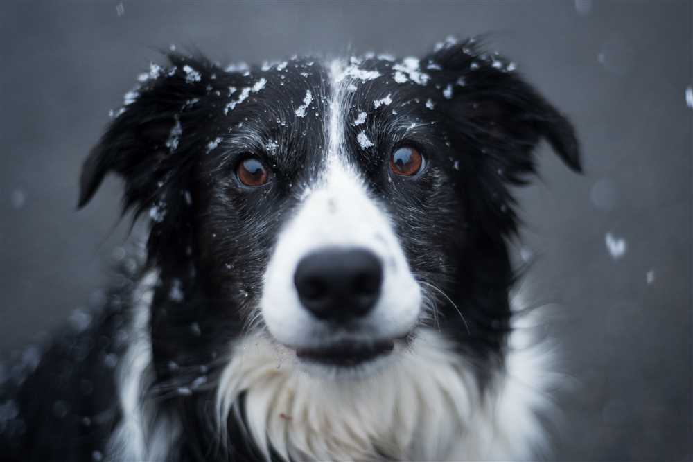 Focusing on: The Enchantment of Border Collie Dogs in Pictures