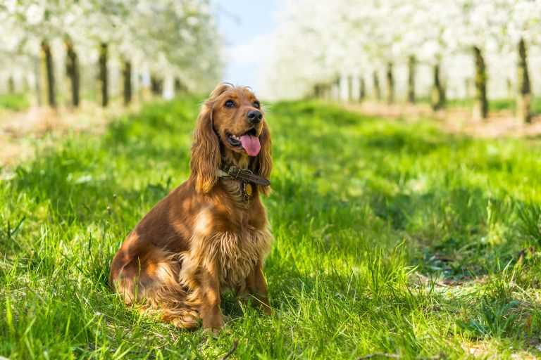In Focus: The English Cocker Spaniel Dog Breed - A Photographic Journey