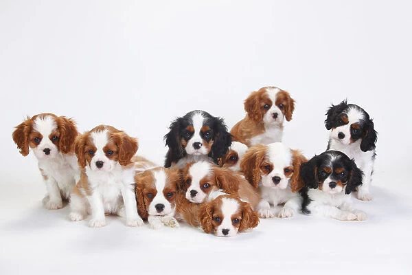 In focus: The irresistible allure of Cavalier King Charles dogs in pictures