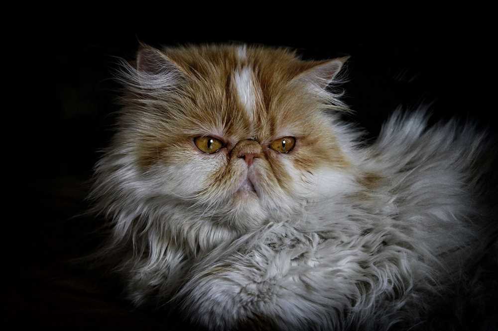 Incredible Persian Cat Breed Photos: A Visual Feast of Graceful Charm