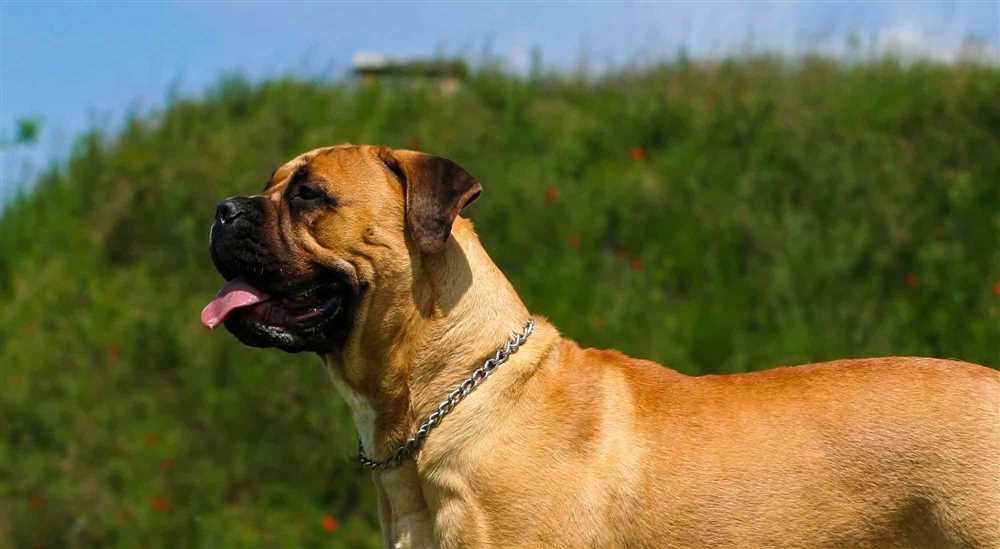 Incredible Pictures of Bullmastiffs: Get to Know this Loyal Companion