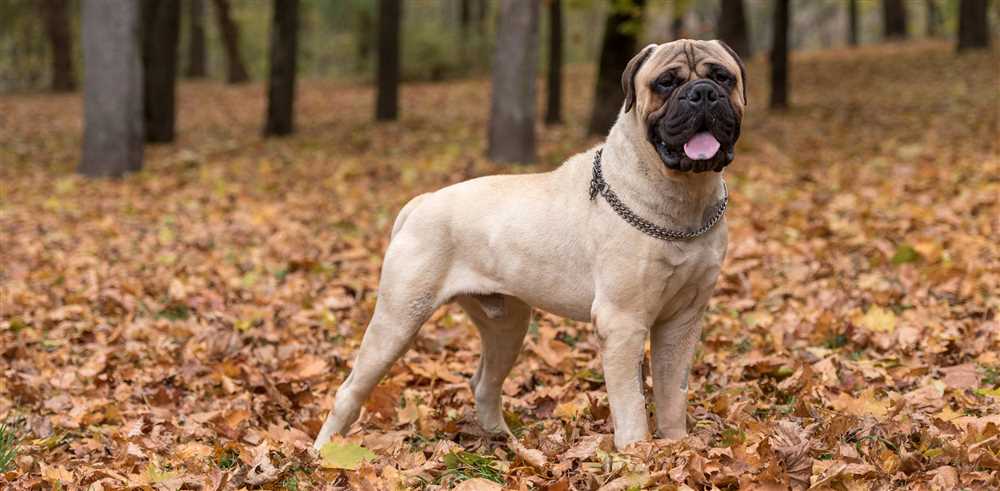 Incredible Pictures of Bullmastiffs: Get to Know this Loyal Companion
