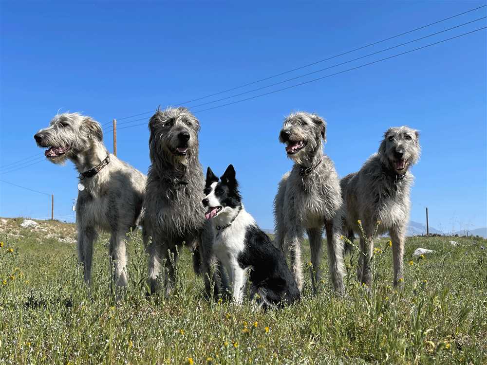 Understanding the Health Concerns in Irish Wolfhounds