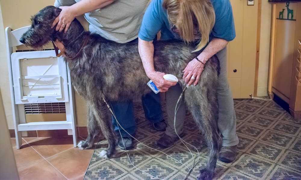 Irish Wolfhounds: Understanding and Addressing Common Health Issues
