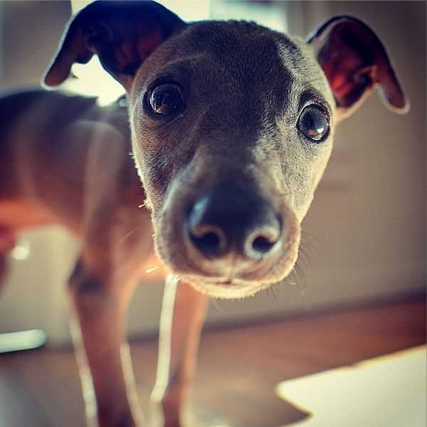 Italian Greyhound: A Photogenic Pup with Graceful Charm